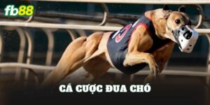 Cá Cược Đua Chó
