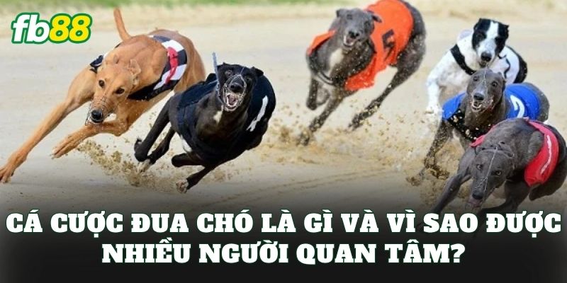 Cá Cược Đua Chó: Cách Chơi Hiệu Quả Cho Bet Thủ FB88 1 Cá cược đua chó là gì và vì sao được nhiều người quan tâm?