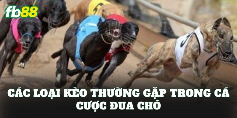 Cá Cược Đua Chó: Cách Chơi Hiệu Quả Cho Bet Thủ FB88 2 Các loại kèo thường gặp trong cá cược đua chó