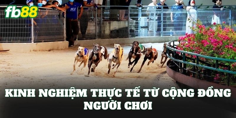 Cá Cược Đua Chó: Cách Chơi Hiệu Quả Cho Bet Thủ FB88 3 Kinh nghiệm thực tế từ cộng đồng người chơi
